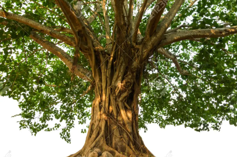 Arbol Bodhi de la iluminación del Buddha